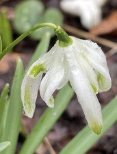 Galanthus nivalis ‘Octopussy