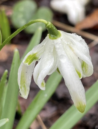 Galanthus nivalis octopussy - galanthus, ‘octopussy