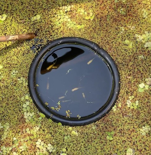 Fish tank pond - fish, tank,