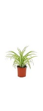 Spider Plant Chlorophytum