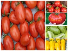 Tomato Seeds 30+ Varieties Shirley Moneymaker Roma Cherry Mountain Magic Micro