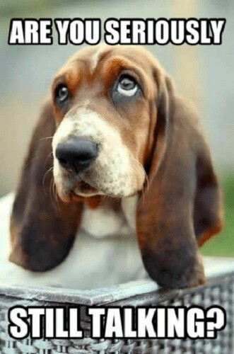 Funny basset hound - funny,