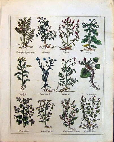 Old culpeper c1857 bramble - old,