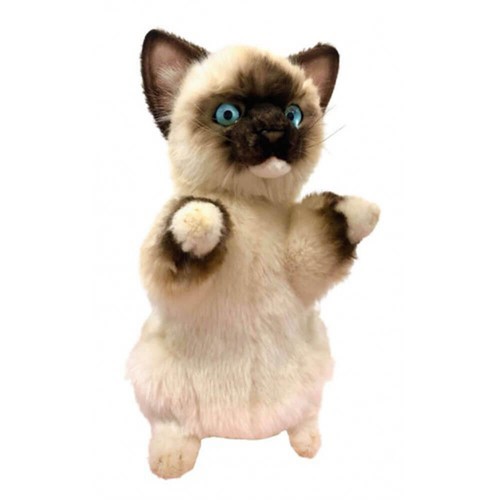 Rag doll kitten - rag,