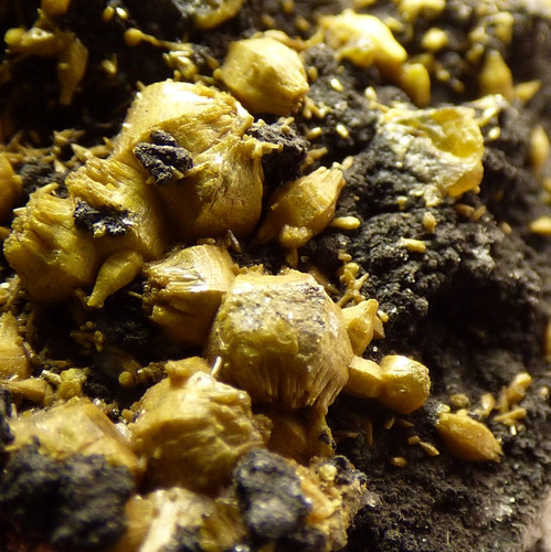 Campylite crystals etc dry - campylite,