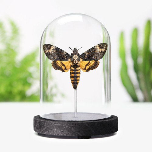 Death head hawkmoth - head,