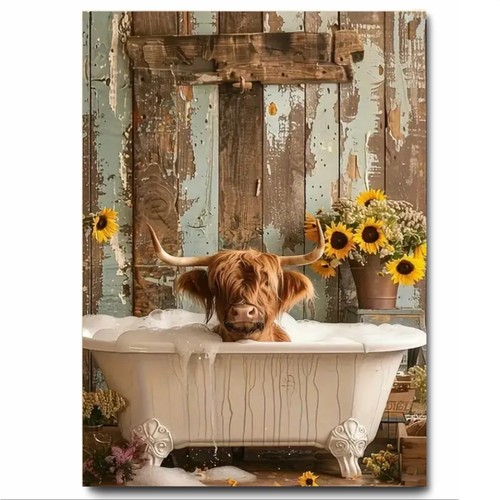 Highland cow having - highland,