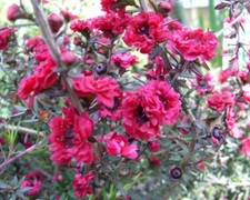 LEPTOSPERMUM .RED DAMASK
