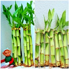 Lucky Bamboo 30 Plants - 4" 6"