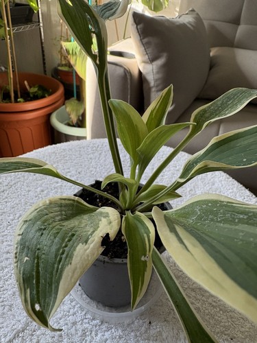 Hosta perennial hardy plant - perennial,