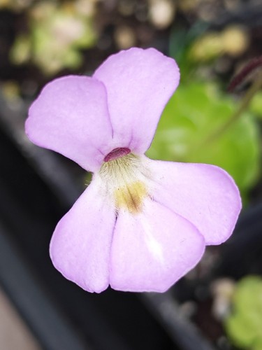 Pinguicula esseriana