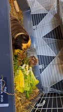 Bonded Female Guinea Pigs