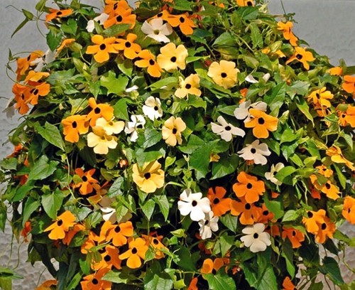 Black eyed susan - orange,