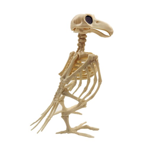 Bird crow raven skeleton - skeleton, bones