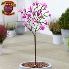 Magnolia 'Susan' Tree |