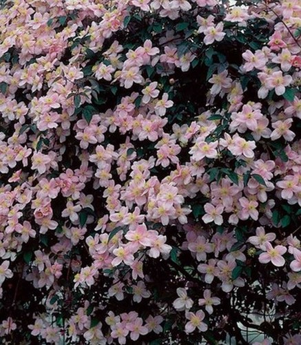 Clematis montana mayleen - clematis,,