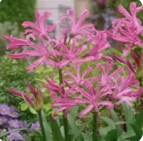 Nerine bowdenii ostara - nerine,