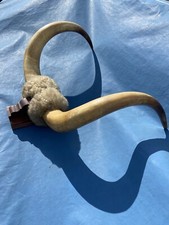 Vintage Mounted Bull Horns