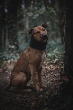 Dog Snood - Medium - cocker