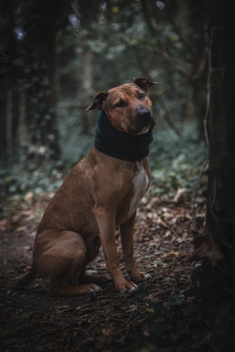 Dog snood medium - dog,