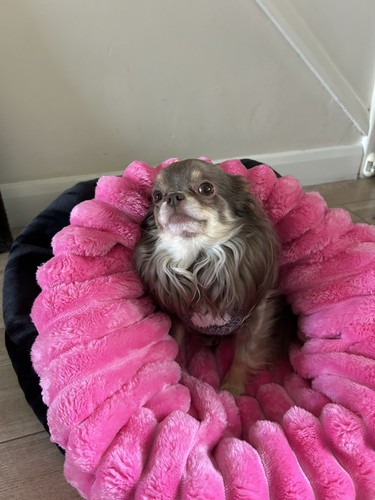 Luxury large snuggle sack - snuggle,
