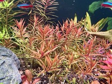 Rotala Orange Juice Live