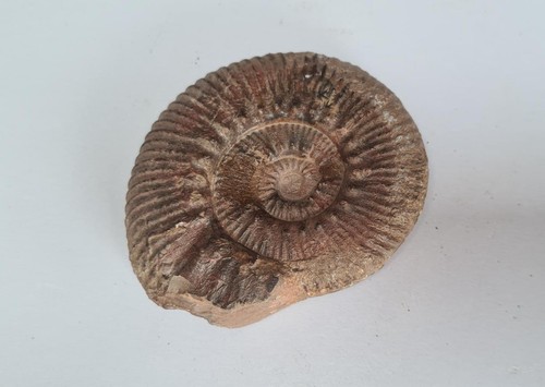 Ammonite perisphincts fossil