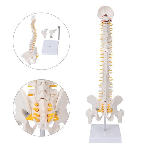 Vertebral column model - vertebral,