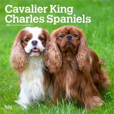 Cavalier King Charles Calendar