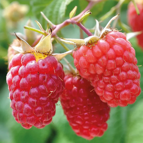 Raspberry idaeus schonemann - raspberry,