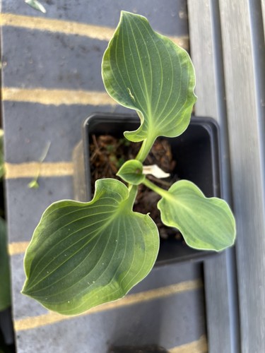 Hosta dancing mouse - hosta, small