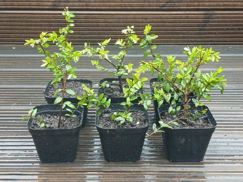 Lonicera nitida hedging - lonicera, box