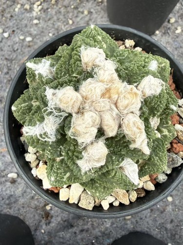 5cm pot ariocarpus hybird - pot,