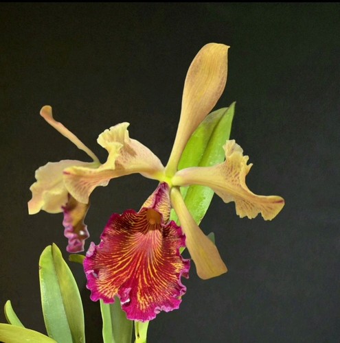 Cattleya dowiana aurea rare - cattleya,