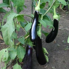 Aubergine Italian Violetta Lunga Melanzana, 100 Seeds, Indoor Early Long Purple