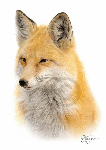 Red fox colour pencil - fox, drawing