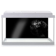 Fish Tank Background Fierce