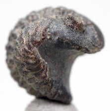 ACASTOIDES TRILOBITE Fossil