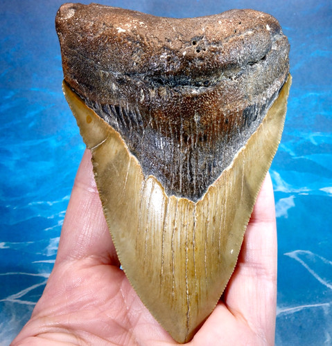 Large megalodon shark - 4.25",