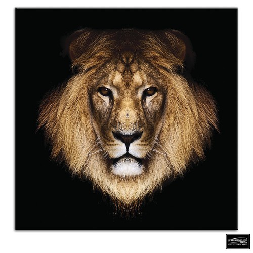 Lion wild animals - lion,