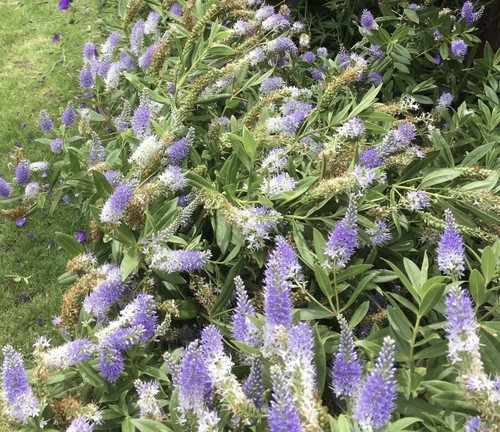 Hebe garden beauty blue - hebe, 'garden