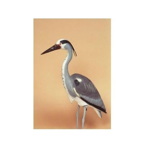 Heron garden fish pond - heron,