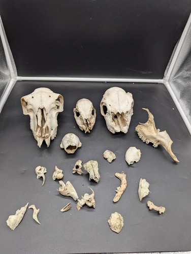 British craft grade skull - british,
