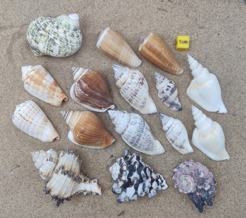 Shells for hermit crabs - for,