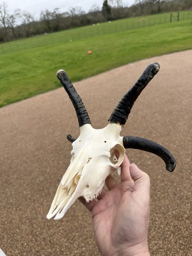 Jacob ram skull nice - jacob’s,