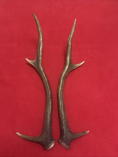 Pair red deer antlers - red, 306g
