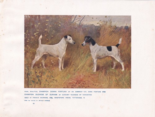 Fox terrier dogs antique - dogs, art