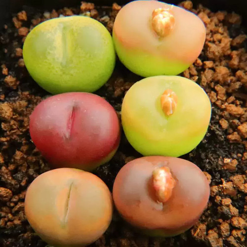 6pcs 2cm succulent plant - 6pcs,