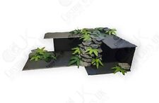 Bearded Dragon, Lizard