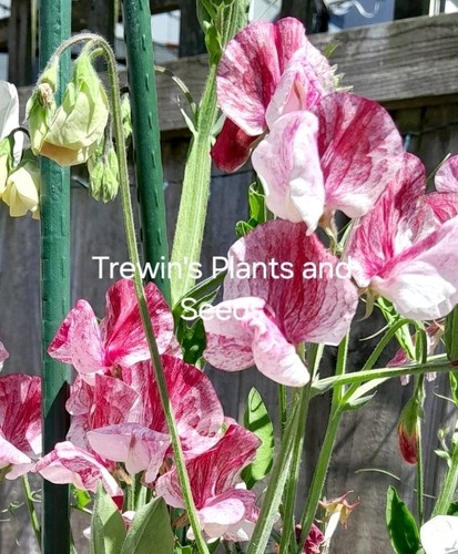 Sweet pea plug plants - sweet,